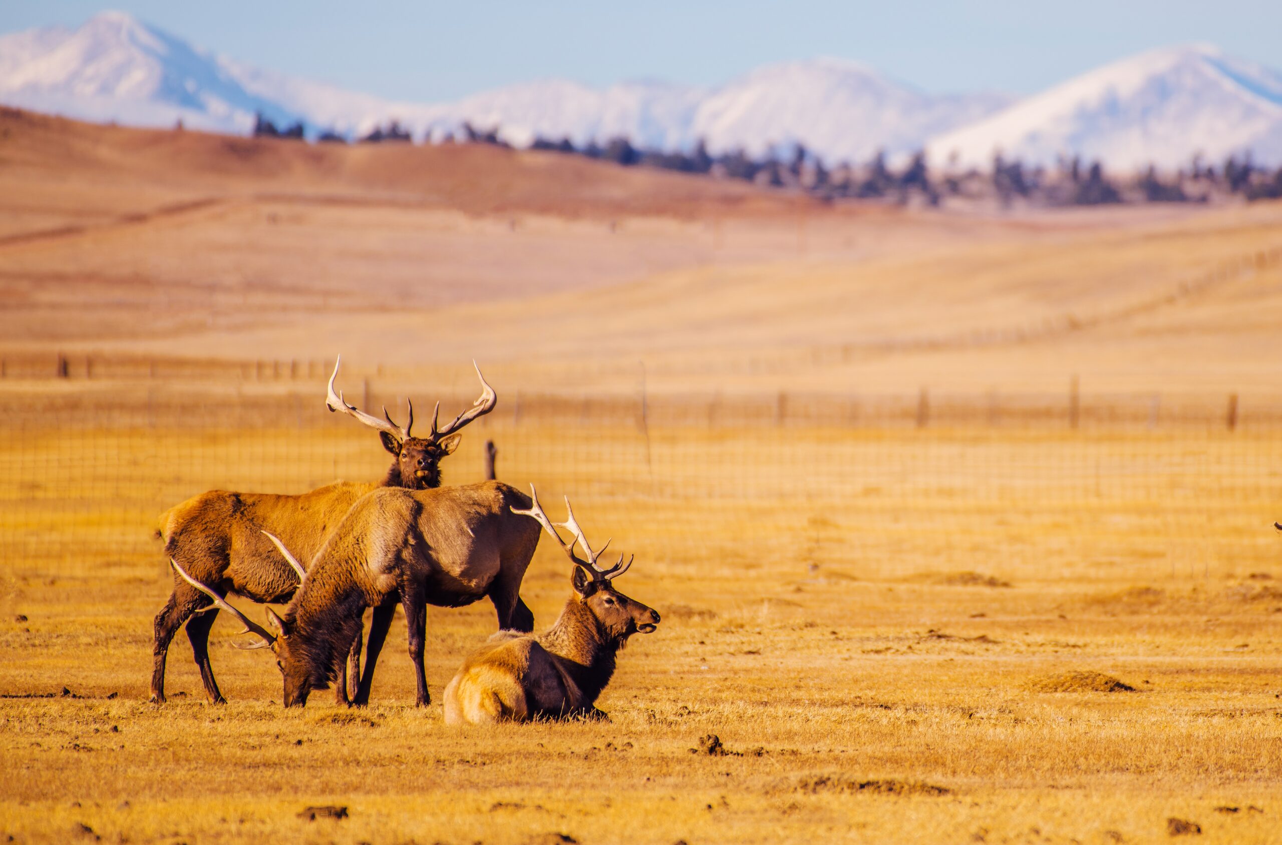 Colorado-Elk-by-mountains